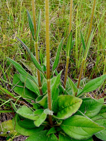 {Helianthus heterophyllus}